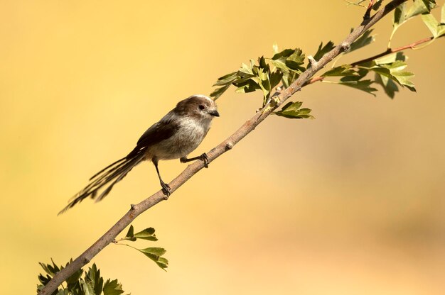 Long-tailed tit in a Mediterranean forest with the first light of the day on a branch