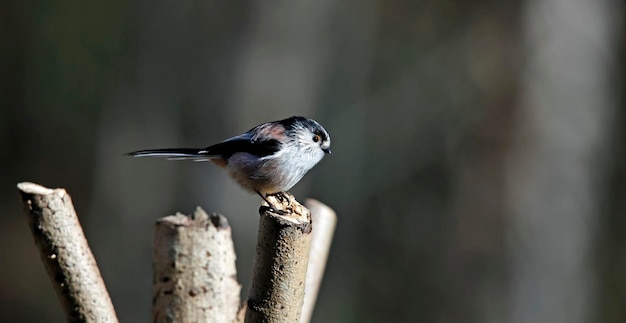 Long tailed tit perched on a branch in the woods