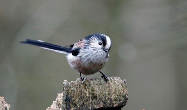 Long tailed tit searching for food in the woods