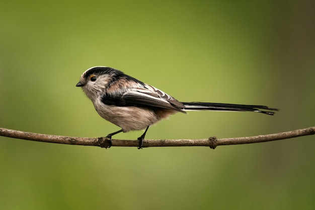 Long-tailed tit sitting on a branch on a beautiful background