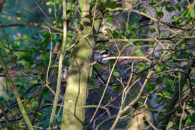 Long Tailed Tits enjoying the autumn sunshine