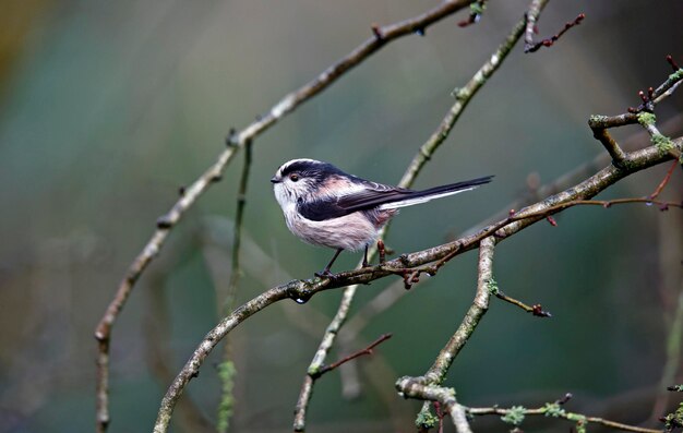 Long tailed tits perched in the woods