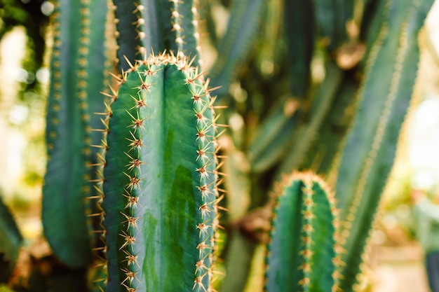 Long tall thorny cactus growing in the dry desert at a botanical garden