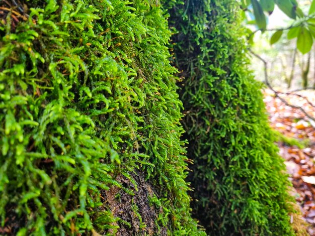 Long and thick green moss on trees in a mountain forest