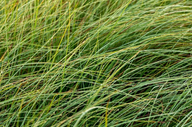 Long thin green swamp grass with morning dew Closeup with selective focus and bokeh blur