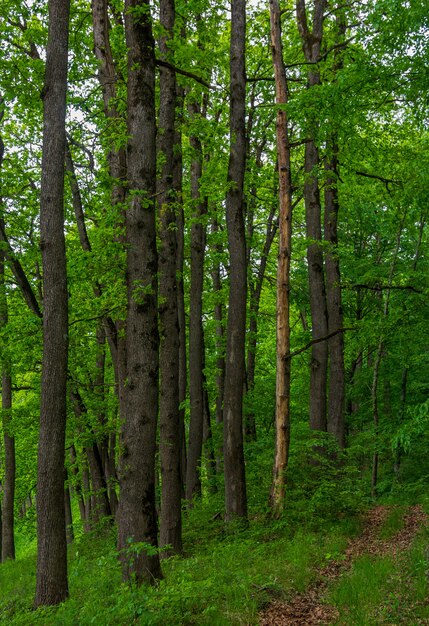 Long trunks of oak trees in the summer forest