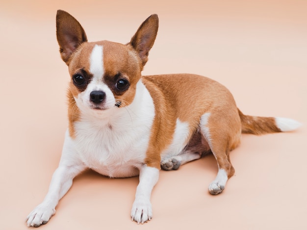 写真 かわいいチワワ犬の長い眺め