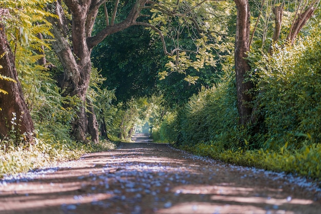 Long way of road beside big green trees like tree tunnel way. Tanzania, east Africa. Nature and travel concept