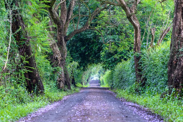 The long way of road beside big green trees like tree tunnel way