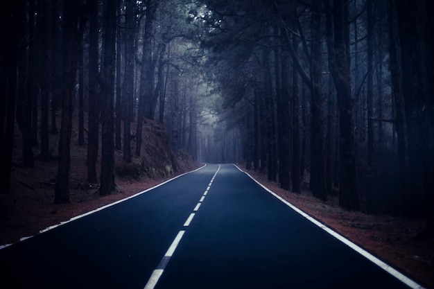 Long way road  at the mountain with pines forest and fog clouds in front and grey clear sky 