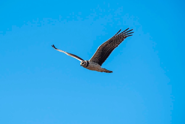 Long winged Harrier in flight La Pampa province Patagonia Argentina