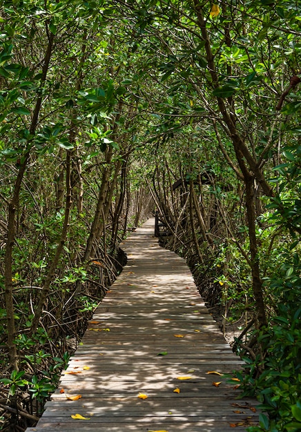 A Long wooden pathway in Mangrove forest