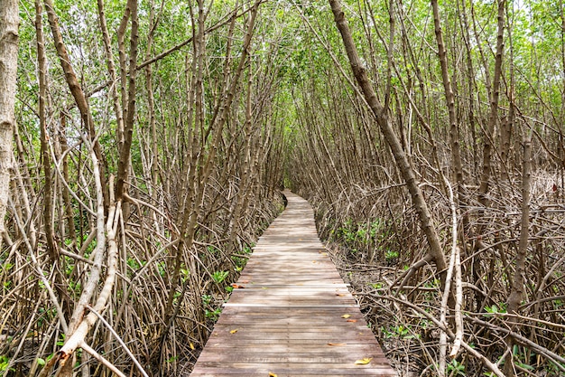 A Long wooden pathway in Mangrove forest