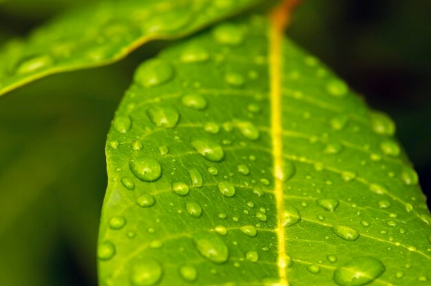 自然な背景のための水のしぶきとLonganDimocarpuslongan緑の葉