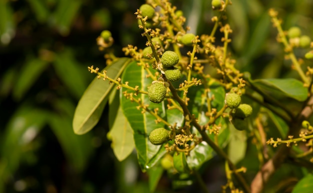 Longan 꽃과 어린 과일(Dimocarpus longan), 얕은 초점