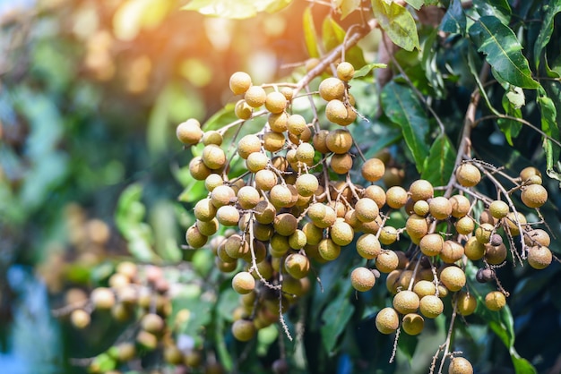 Longan 나무에 있는 Longan 과수원 정원 과일, 여름 태국의 열대 과일