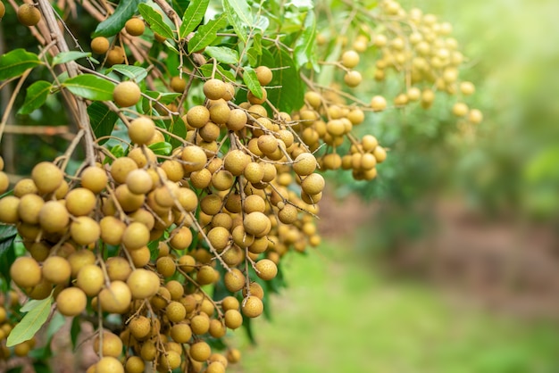 Longan on a tree in the garden