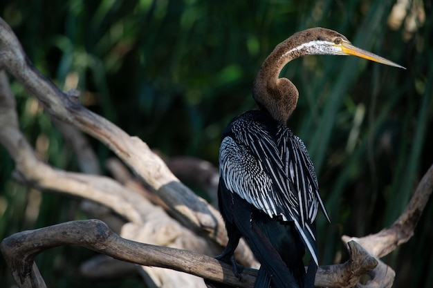 Photo longbeaked exotic bird indonesia