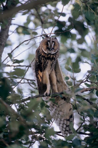 写真 長耳のオオカミ asio otus 枝に座っているオオカマ