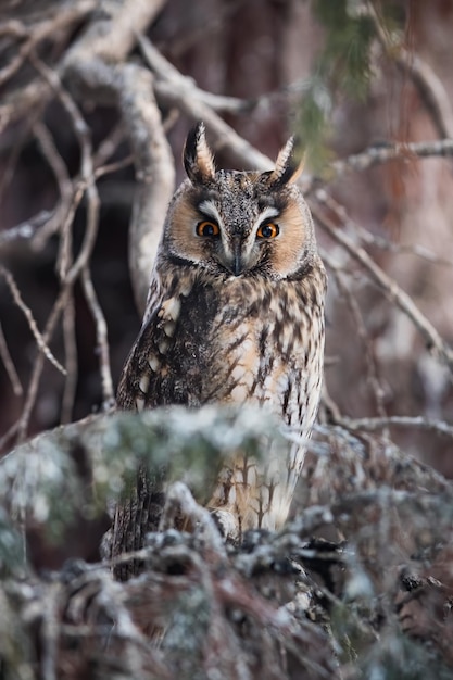 Gufo comune seduto tra i rami di un albero e guardando nella telecamera