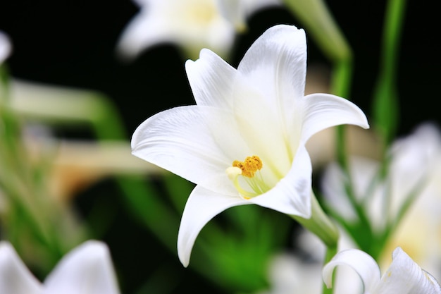 Longflower Lily or Easter Lily or White Trumpet Lily flower blooming in the garden