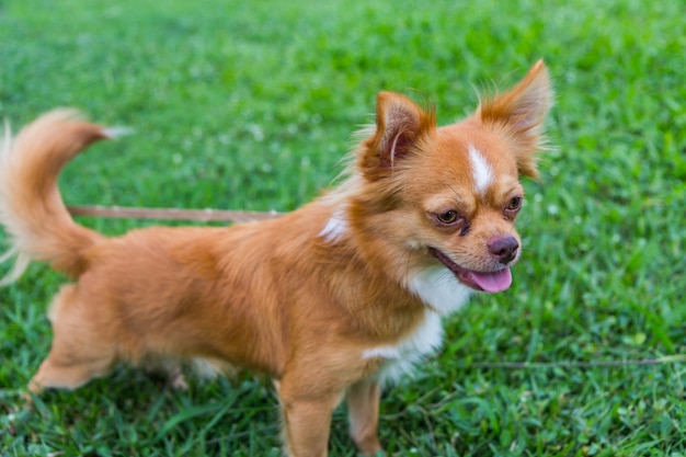 Longhair chihuahua lying in grass ,Dog