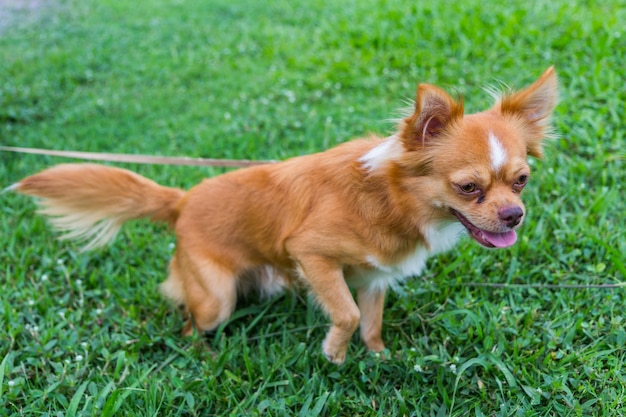 Chihuahua longhair che si trova nell'erba, cane