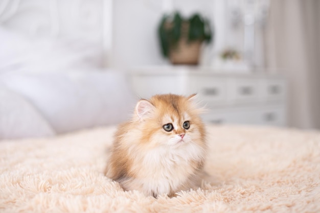 Longhaired british kittens