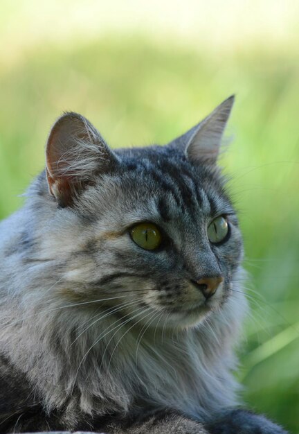 longhaired cat sitting in the forest