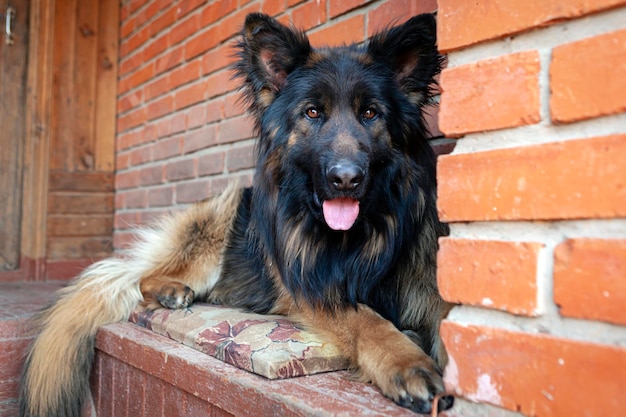 長毛のドイツ羊飼い犬が家の庭に横たわっている