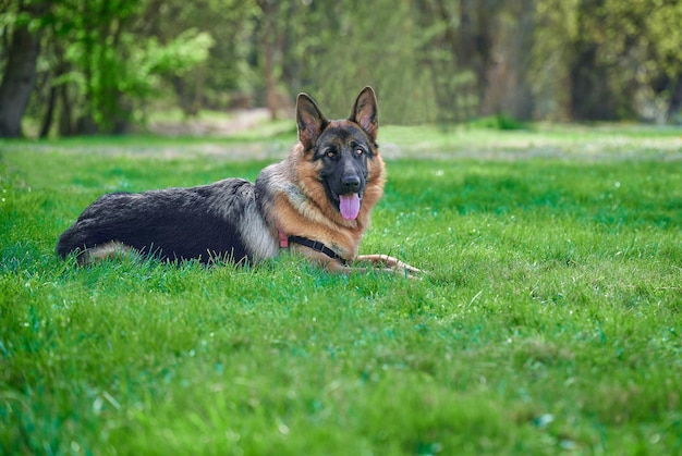 Longhaired German shepherd sitting on grass of natural park looking at camera