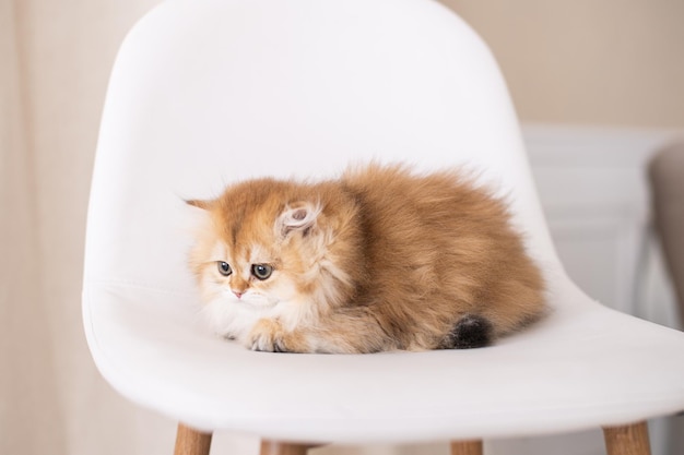 長髪の金色のイギリスの子猫