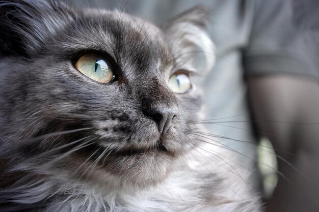 Longhaired gray cat portrait closeup