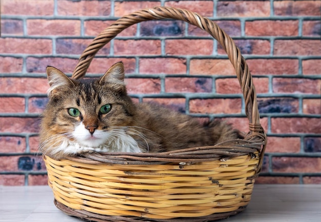 Longhaired tabby cat in a basket.