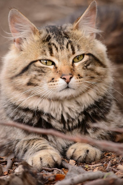 野原に横たわっている長毛のタビー猫