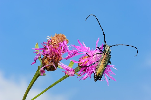 Longhorn beetle on a flower