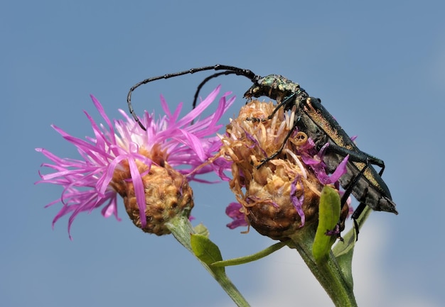 Longhorn beetle on a flower