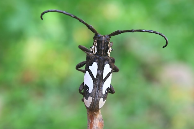 Photo longhorn beetle in genus batocera