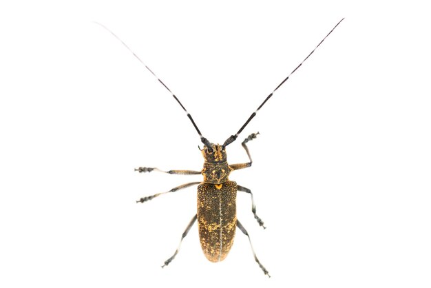 Longhorn 딱정벌레 또는 longicorn Cerambycidae 흰색 배경에 고립