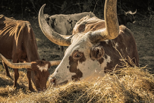 Longhorn steer with a hay bale in a sunny field