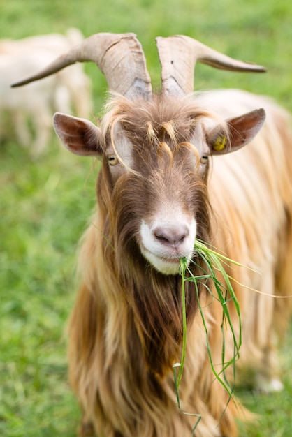 Longhorned goat eating grass