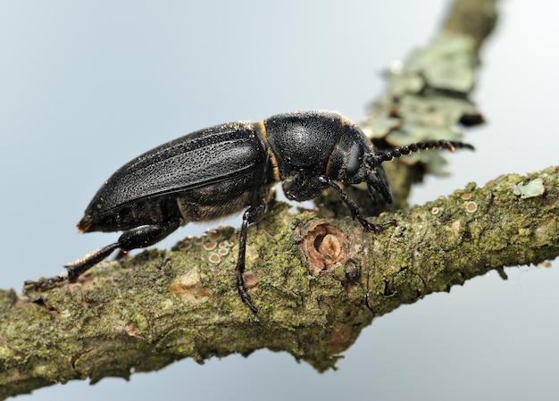 Photo longicorn beetle on a branch