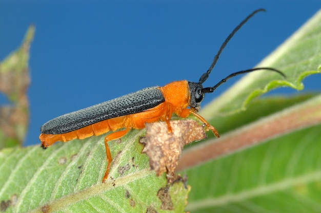 Photo longicorn beetle on green leaf