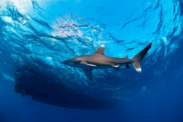 Longimanus beweegt dicht bij het oppervlak en dicht bij een grote boot