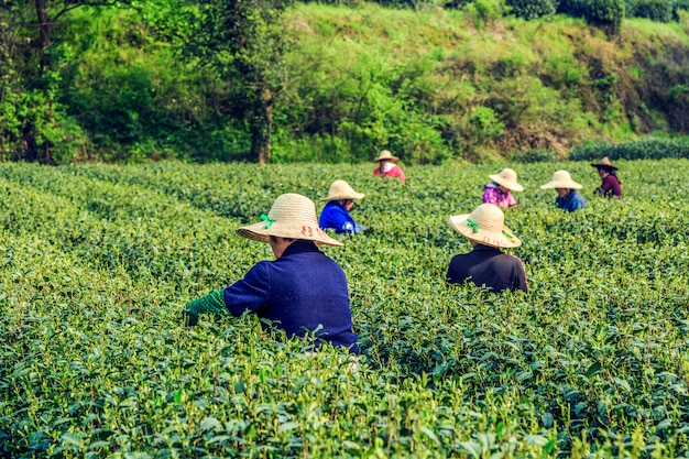 Longjing tea garden, Hangzhou, West Lake