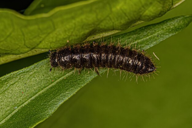 Longjointed Beetle Larva