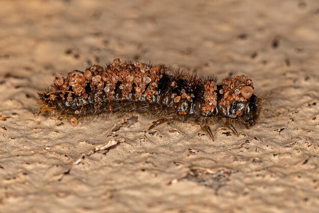 Longjointed Beetle Larva