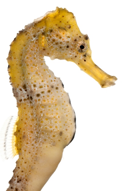 Foto longsnout seahorse voor witte achtergrond