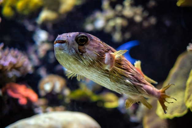 海の水中のロングスパインハリセンボン