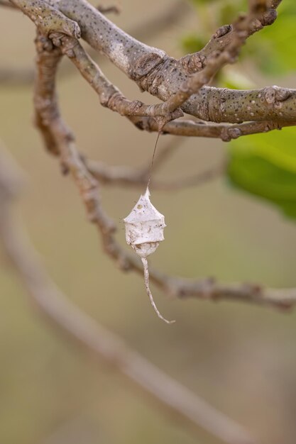 Photo longspinneret spider egg case of the family hersiliidae